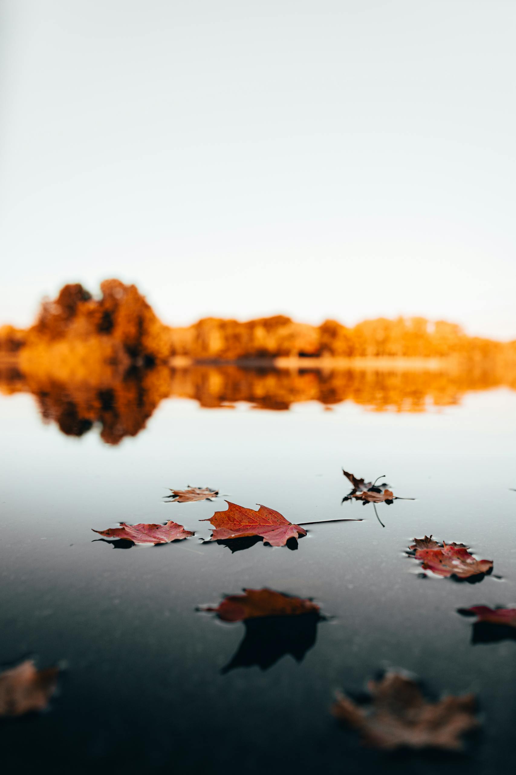 Tranquil autumn scene of leaves on a reflective lake, showcasing vibrant fall colors.